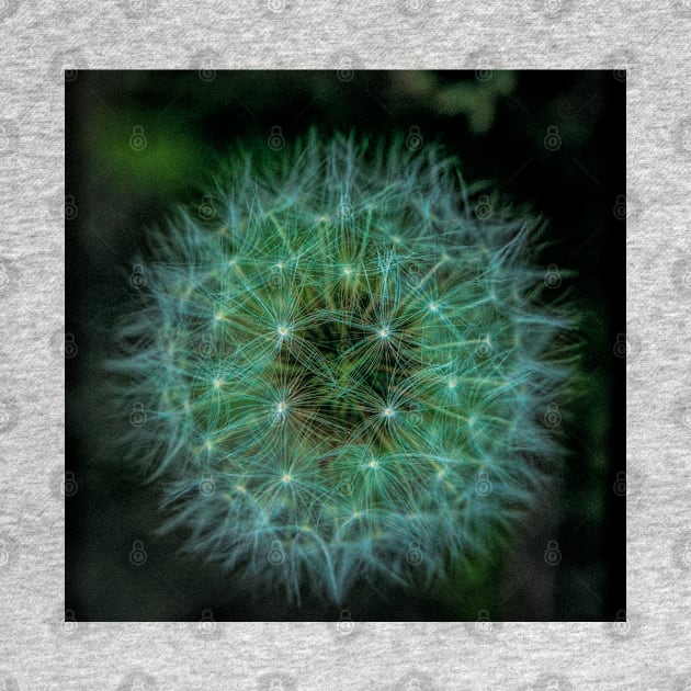 Dandelion macro by CanadianWild418